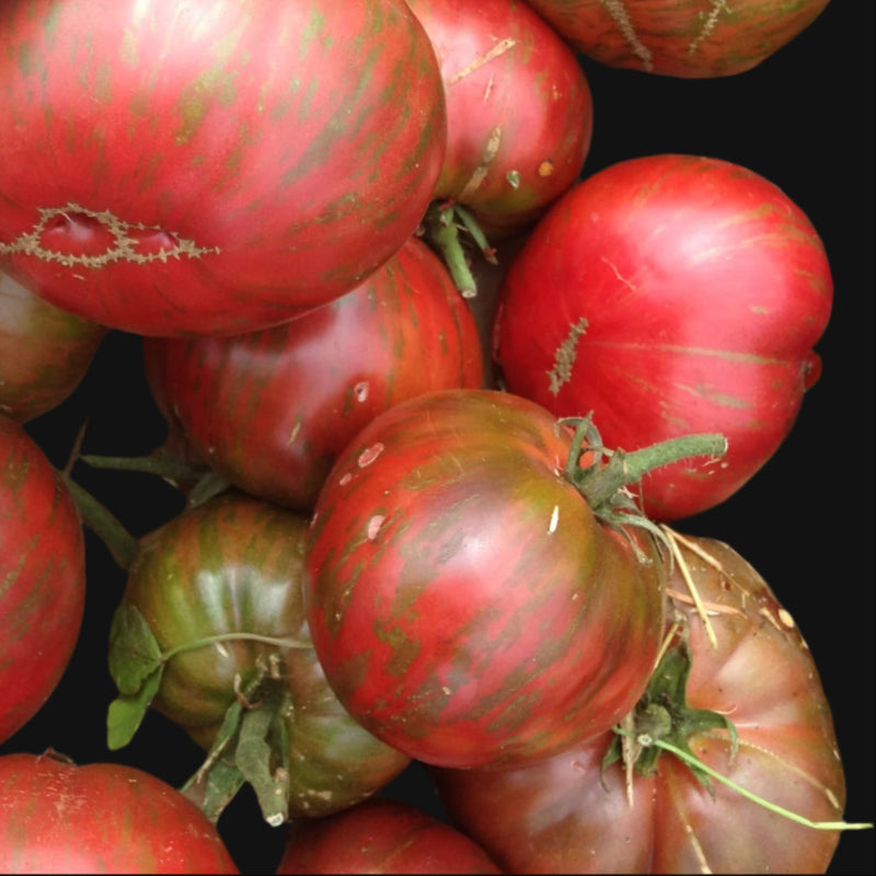 Pink Berkeley Tie Dye Tomato