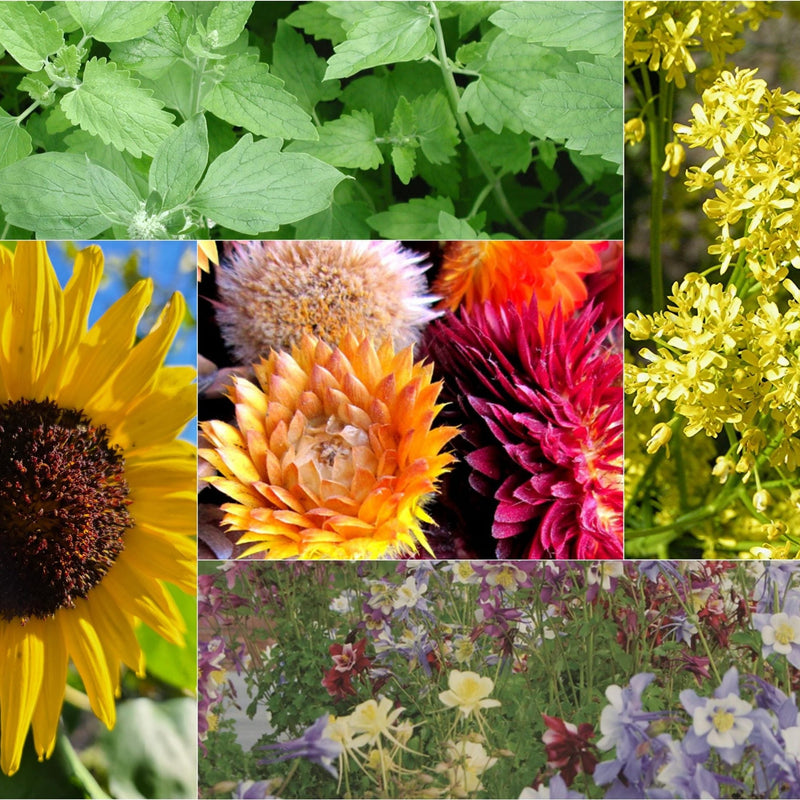 Pollnaters The Pollinators Paradise Collection — Home & Well