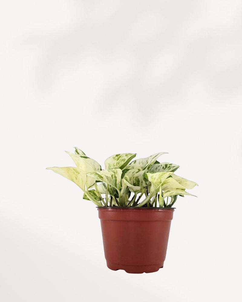Pothos Majula - Epipremnum Aureum Manjula