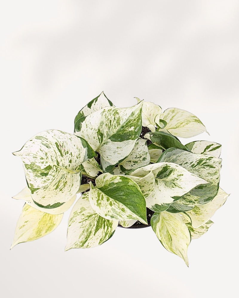 Pothos Majula - Epipremnum Aureum Manjula