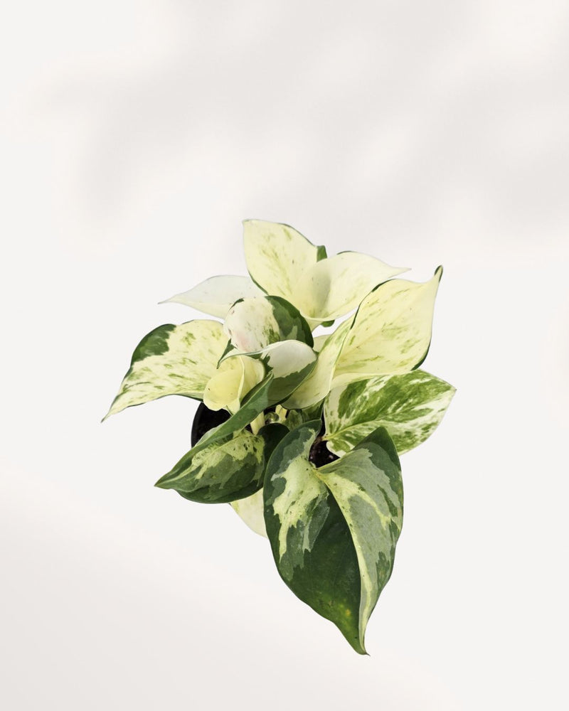 Pothos Majula - Epipremnum Aureum Manjula