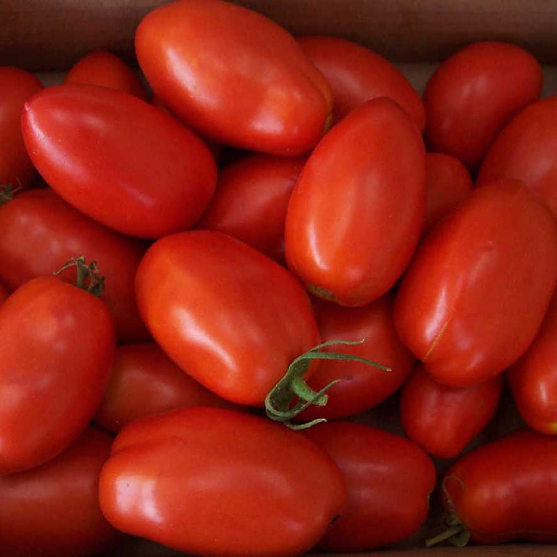 Red Plum Tomato