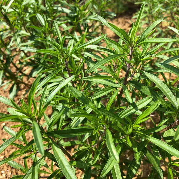 Rockwell Bush Bean