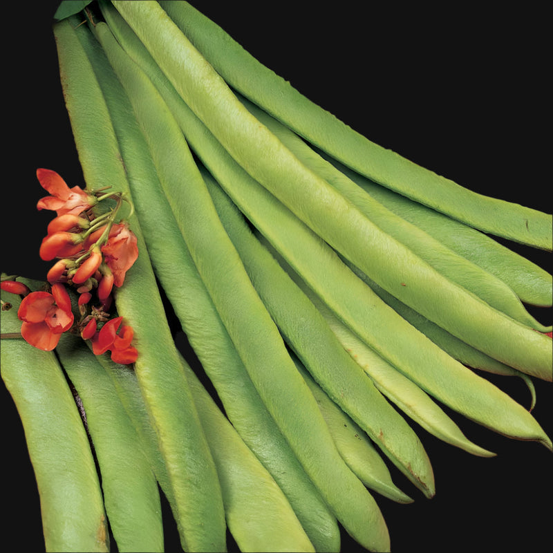 Scarlet Runner Pole Bean