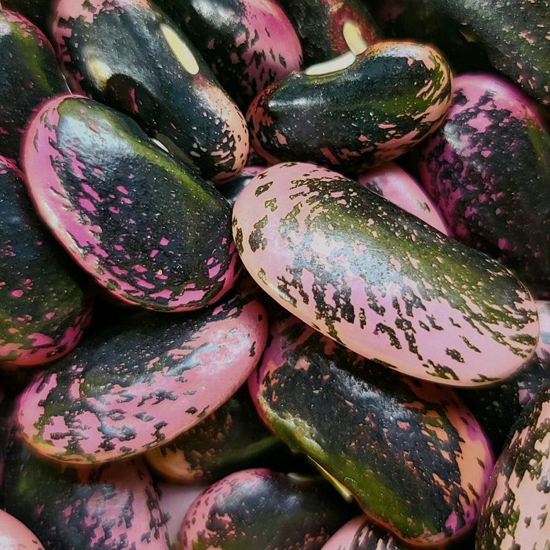 Scarlet Runner Pole Bean