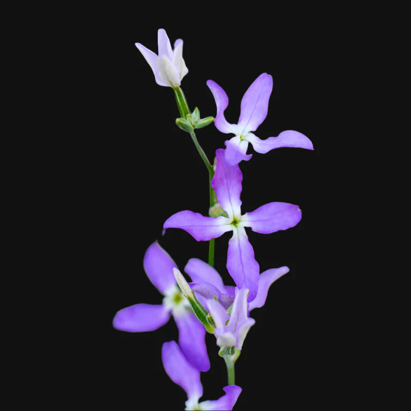 Night Scented-Stock