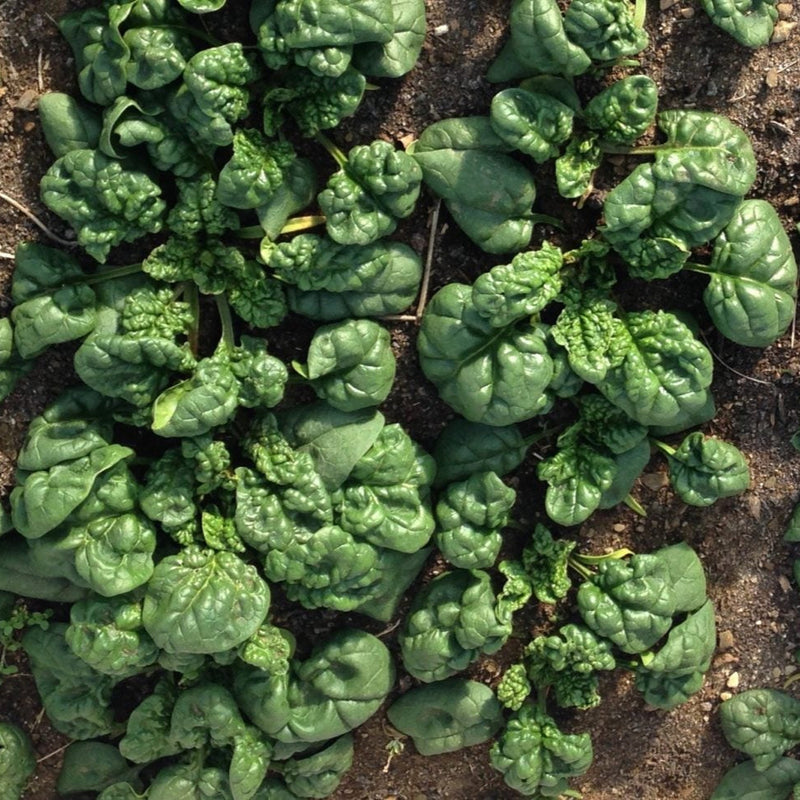 Spinach