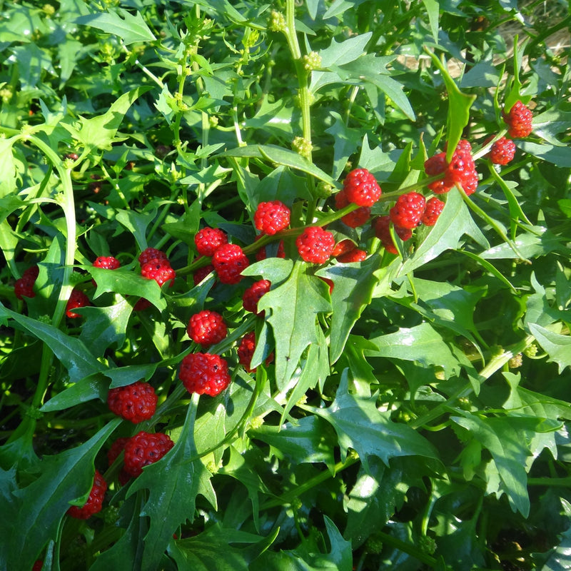 Strawberry Spinach