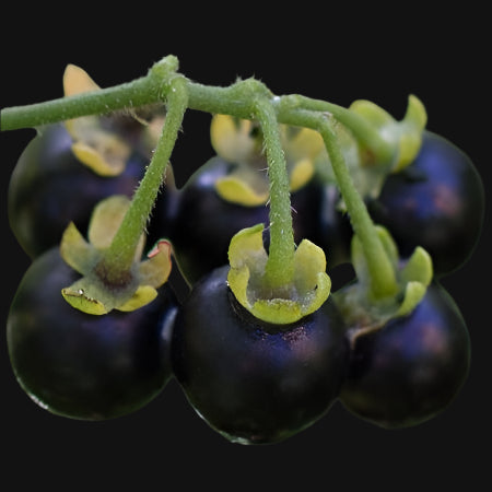 Sunberry