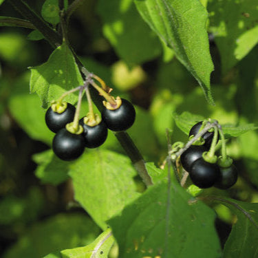 Sunberry