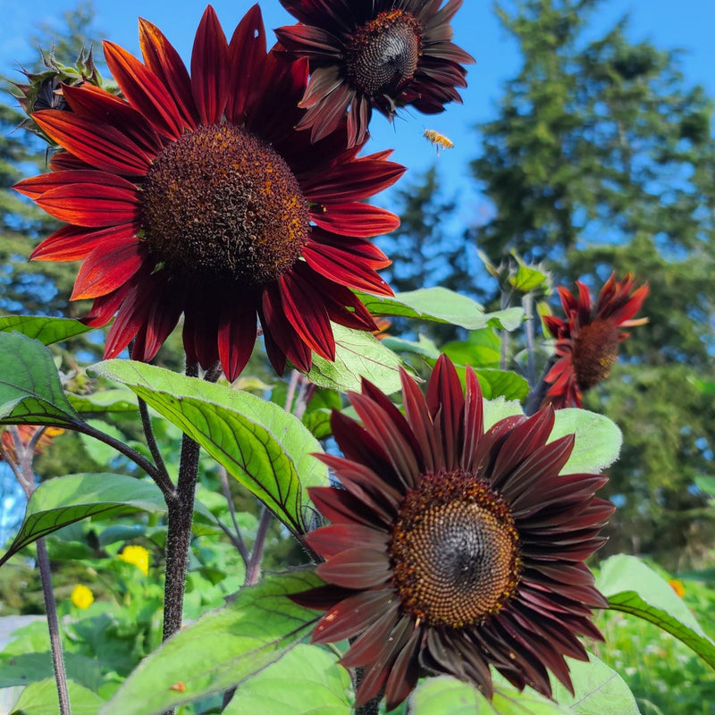 Sunflower Mix