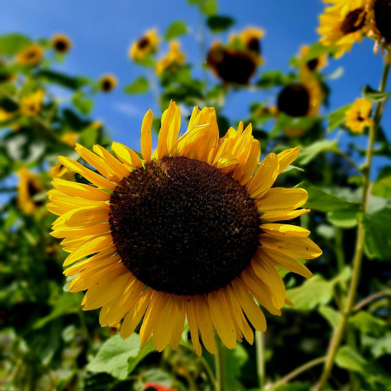 Sunflower Mix