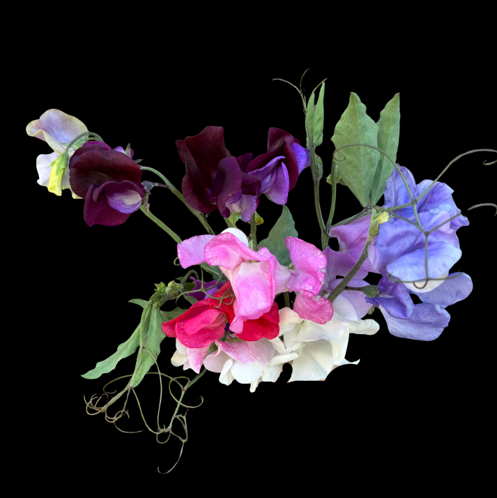 Sweet Pea Mix