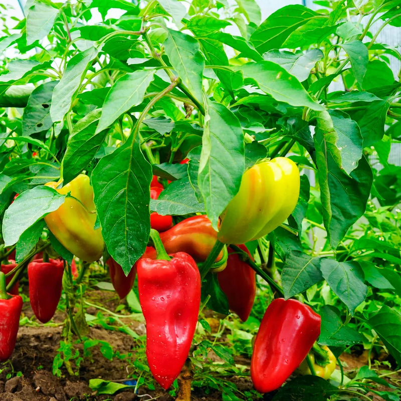 Sweet Pepper Mix
