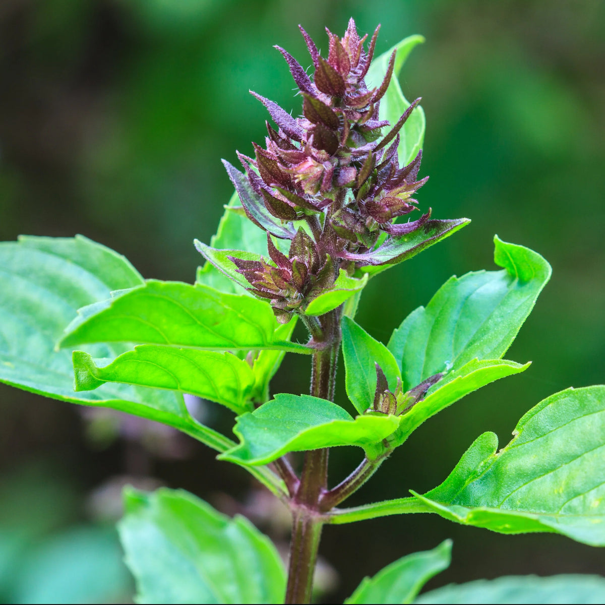 Thai & Holy Basil Mix — Home & Well