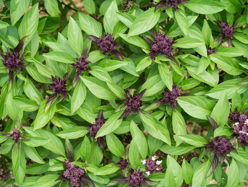 Thai & Holy Basil Mix