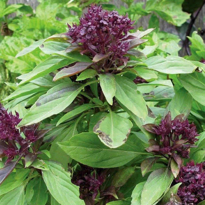 Thai Basil