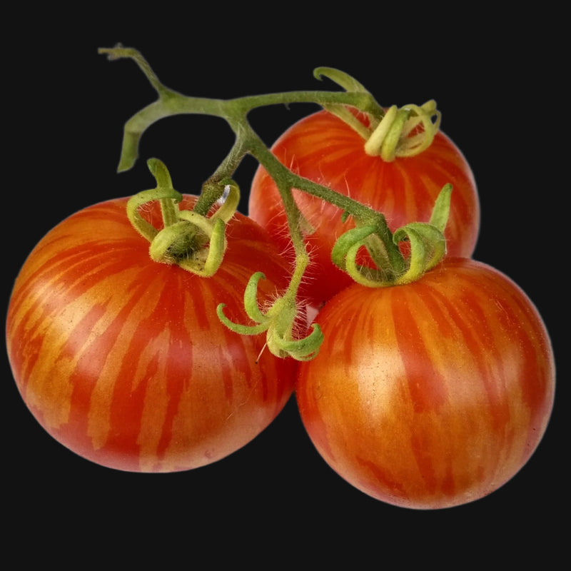 Tiger Tom Tomato