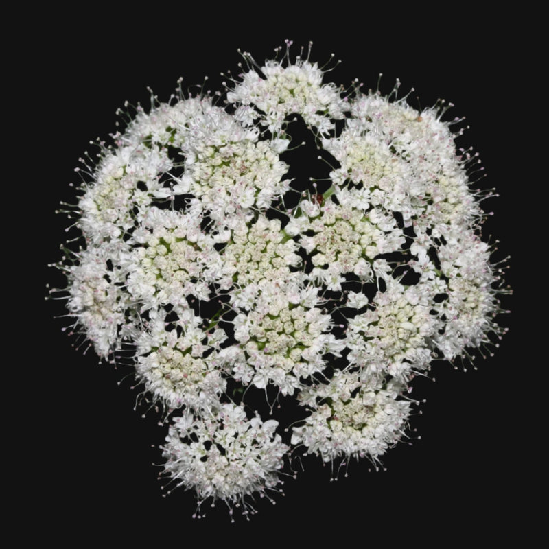 Valerian