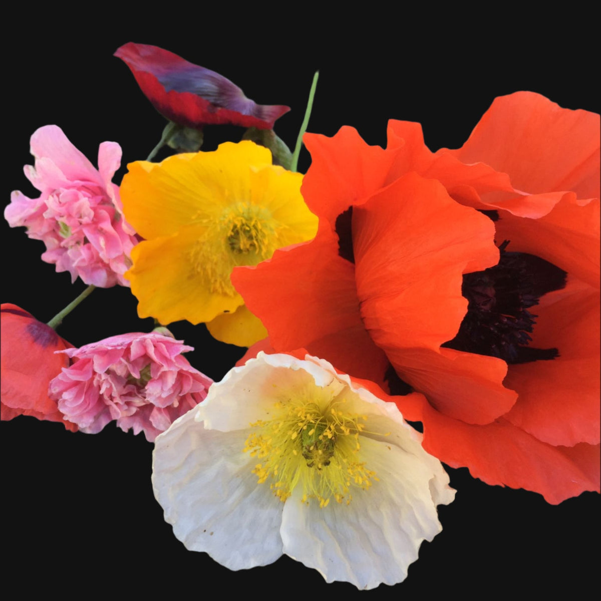 Poppy Rix Poppy Mix — Home & Well