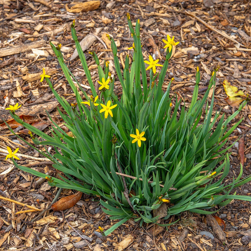 Yellow Eyed Grass