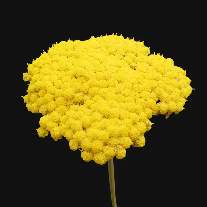 Yellow Yarrow