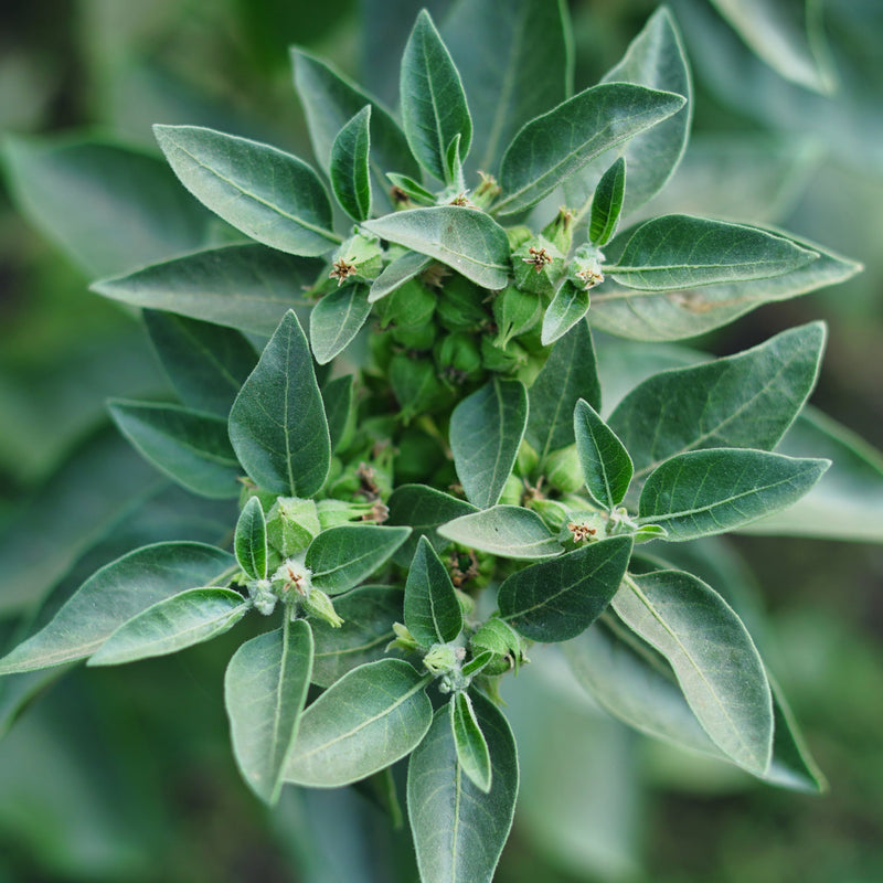 ASHWAGANDHA ROOT POWDER