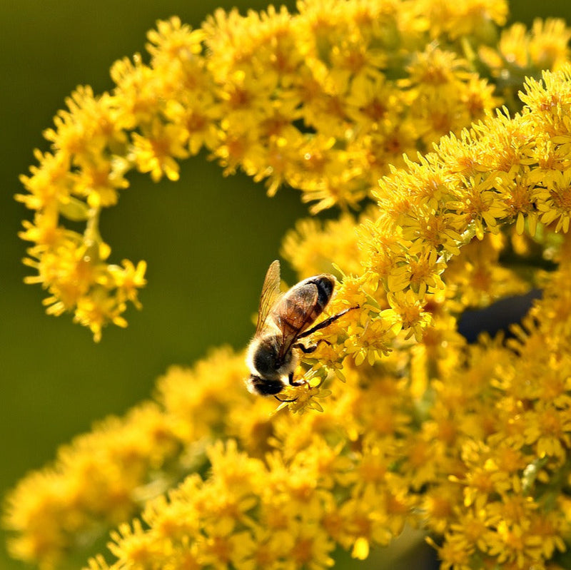 Goldenrod