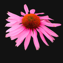 Echinacea