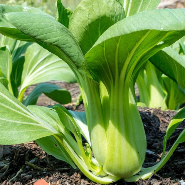Pac Choi