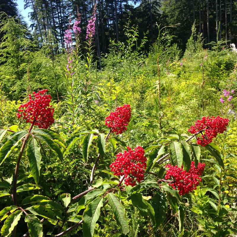 Red Elderberry