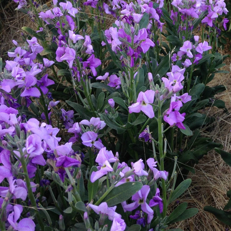 Night Scented-Stock