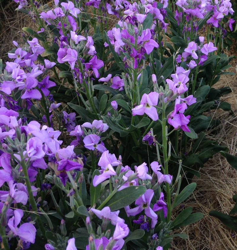The Scented Flower Collection