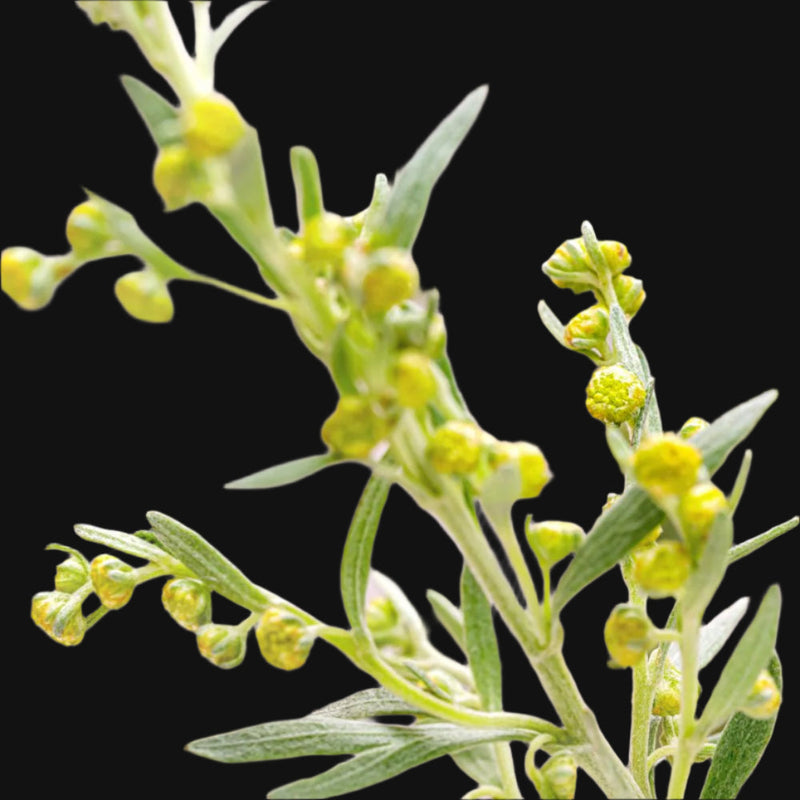 Wormwood