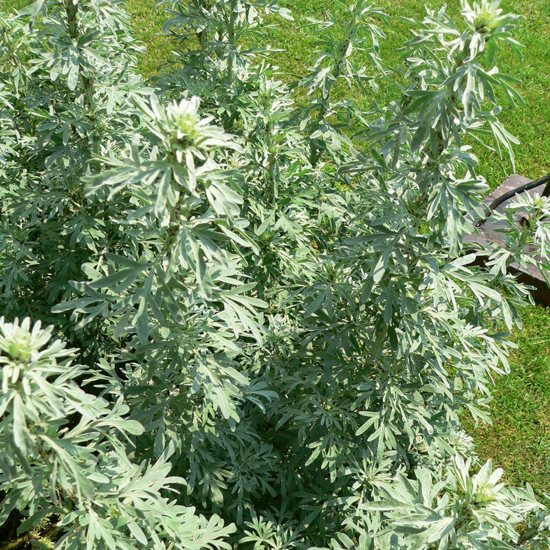 Wormwood